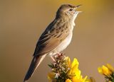 Grasshopper Warbler 