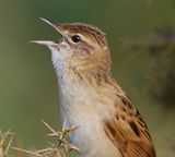 Grasshopper Warbler 