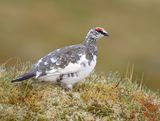 Ptarmigan 