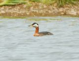 Red-necked Grebe 