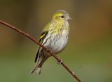 Siskin 