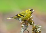 Siskin 
