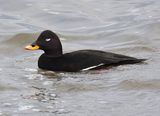 Velvet Scoter 