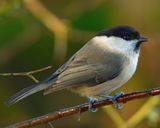 Willow Tit 