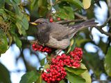 Black-throated Thrush 