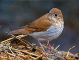 Veery
