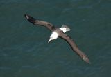 Black-browed Albatross 