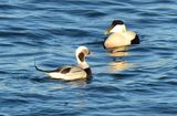 Long-tailed Duck