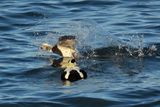 Long-tailed Duck