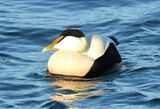 Eider Duck