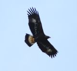 Golden Eagle 