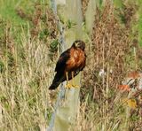 Pallid Harrier 