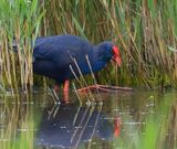 Purple Swamphen 