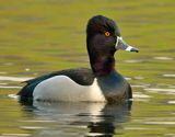 Ring-necked Duck 