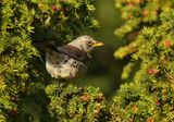 Fieldfare