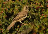 Mistle Thrush