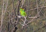 Asian Green Bee-eater