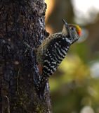 Brown-fronted Woodpecker