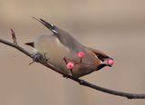 Waxwing