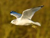 Ring-billed Gull