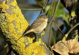 Dusky Warbler 