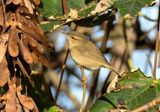 Dusky Warbler 