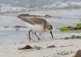 Semi-Palmated Sandpiper 