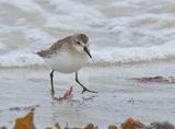 Semi-Palmated Sandpiper 