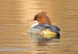 Goosander