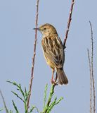Zitting Cisticola