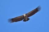 Himalayan Griffon Vulture