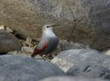 Wallcreeper 