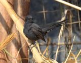 Black Bush Robin