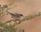 Ruppells Warbler 