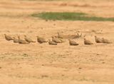 Spotted Sandgrouse 