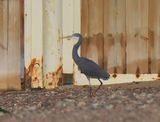 Western Reef Heron 