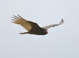 Turkey Vulture 