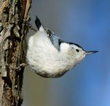 White-breasted Nuthatch