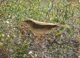 Willow Warbler