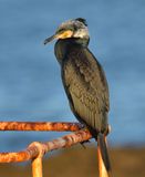 Cormorant