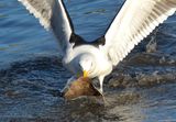 Great black backed Gull 