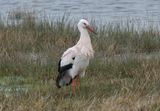 White Stork