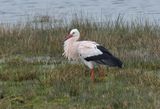 White Stork