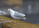 Ring-billed Gull