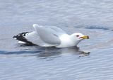 Ring-billed Gull
