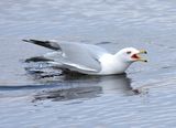 Ring-billed Gull