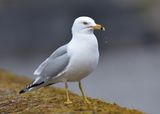 Ring-billed Gull