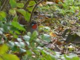Siberian Rubythroat 