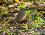 Siberian Rubythroat 