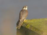 Merlin 